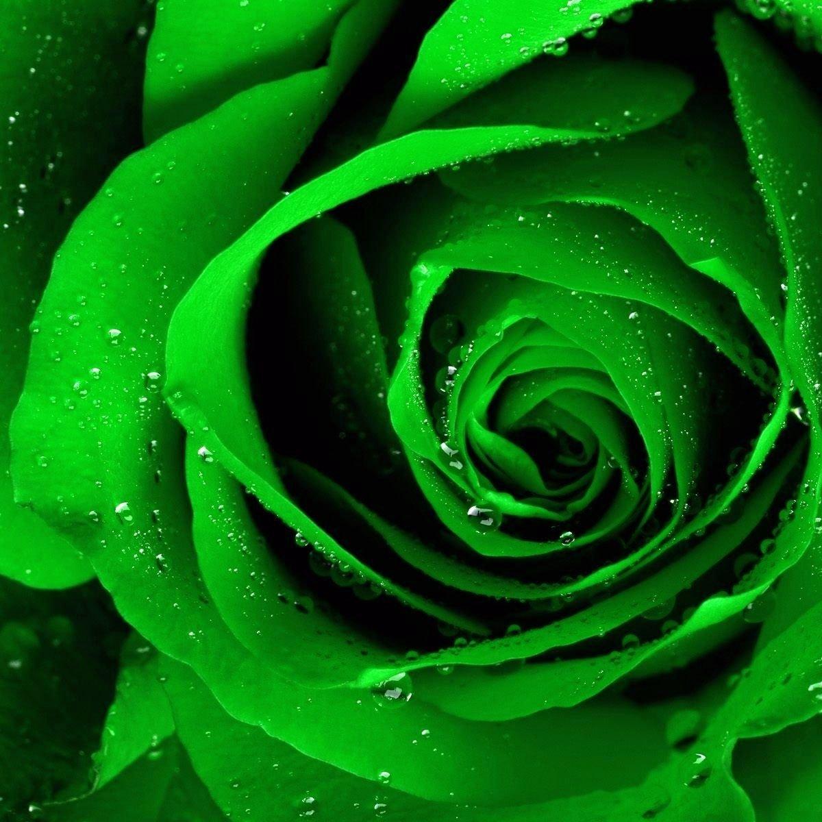 2561678-green-rose