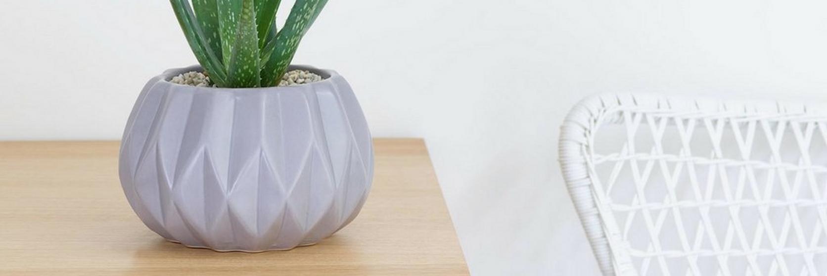 aloe-vera-succulent-plant