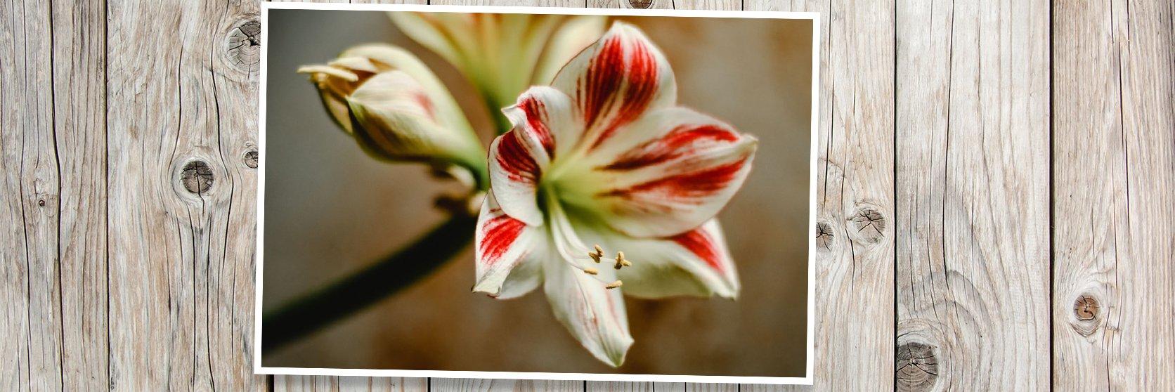 Amaryllis-white-pink-flower