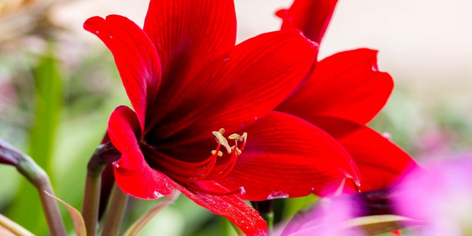 Amaryllis