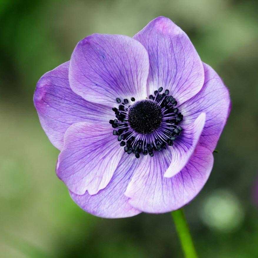 Anemone