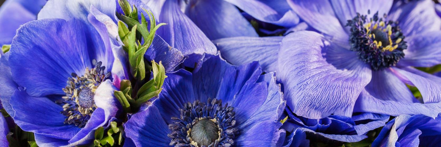 anenome-purple-flowers