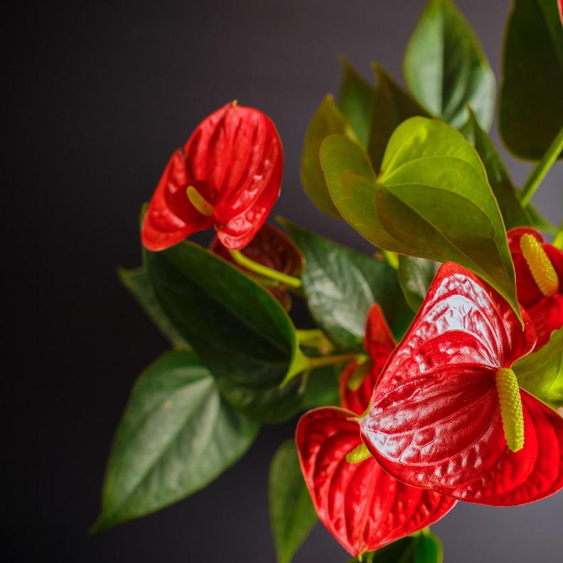 anthurium-red-flowers-plant
