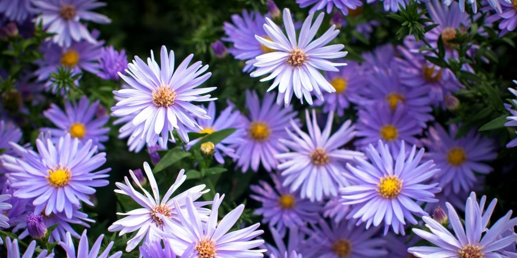 Aster