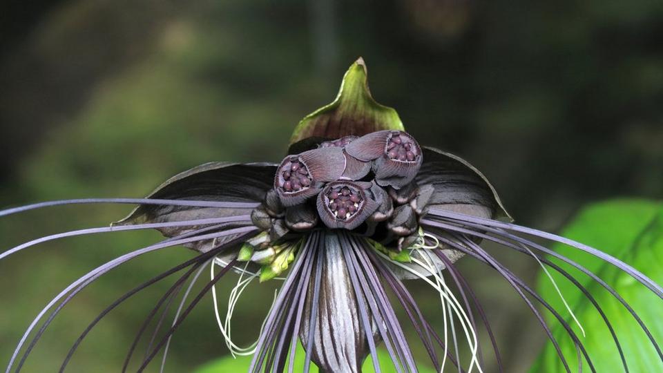 bat-flower-interflora