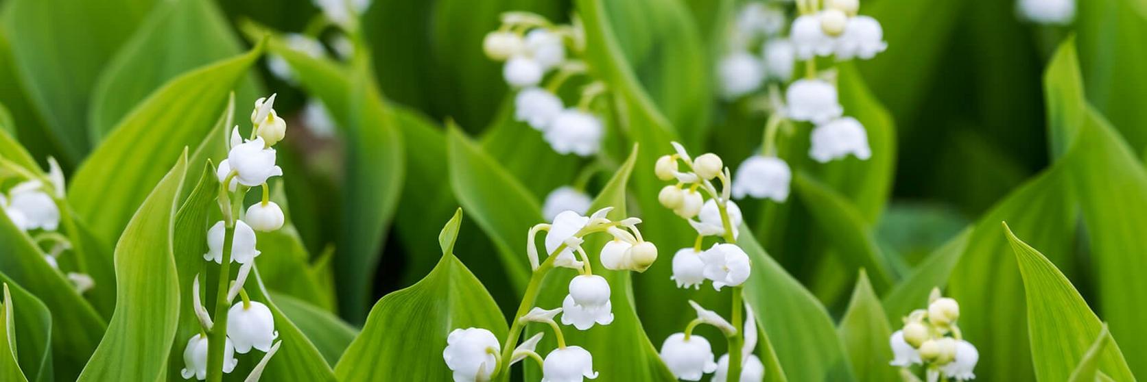 birthMonthFlowers_lilyValley