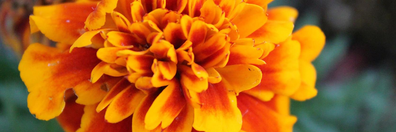 birthMonthFlowers_marigold