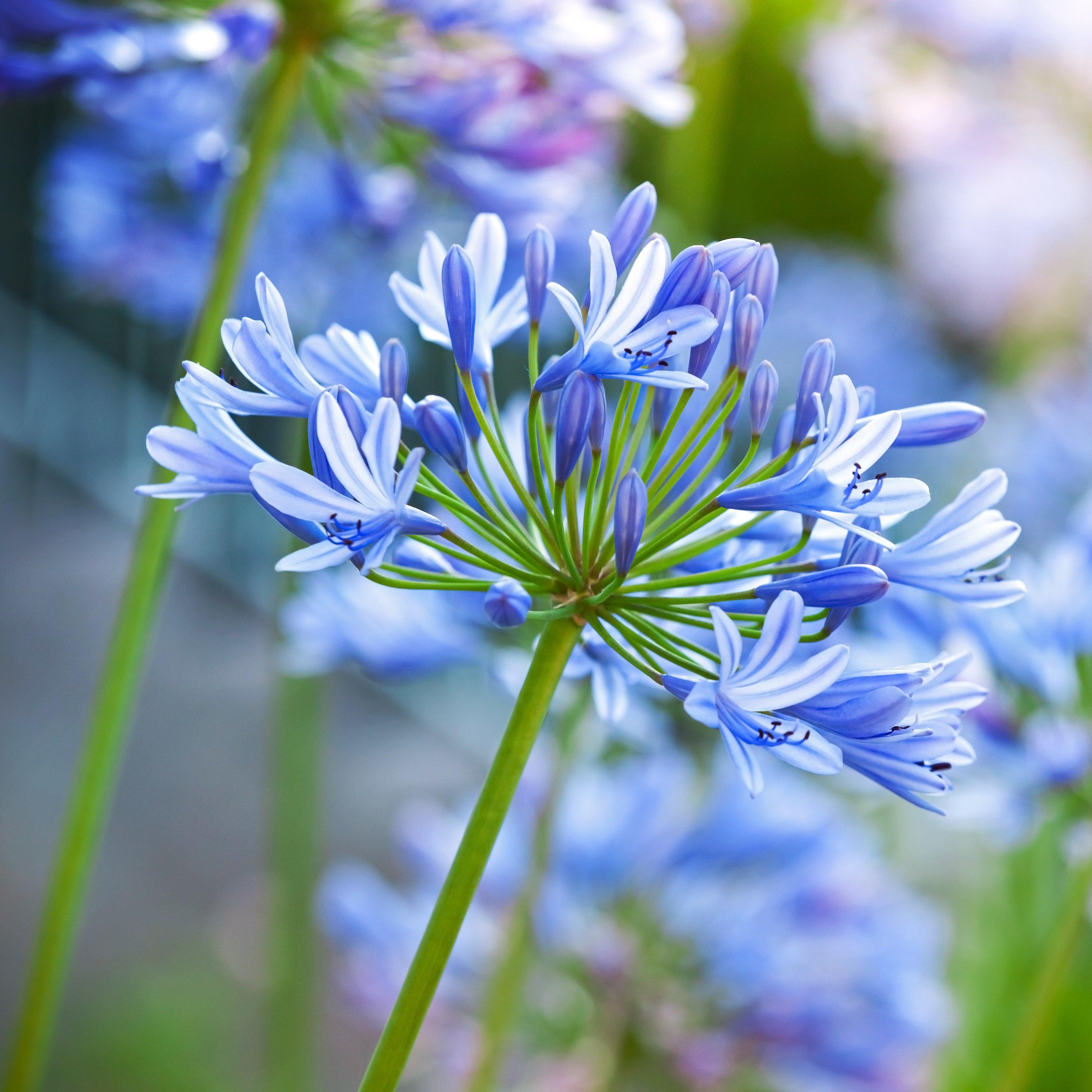 Blue-agapanthus-flower