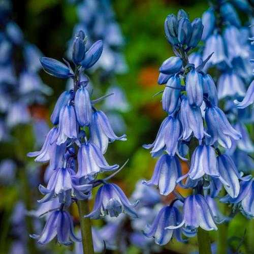 bluebell-blue-flowers