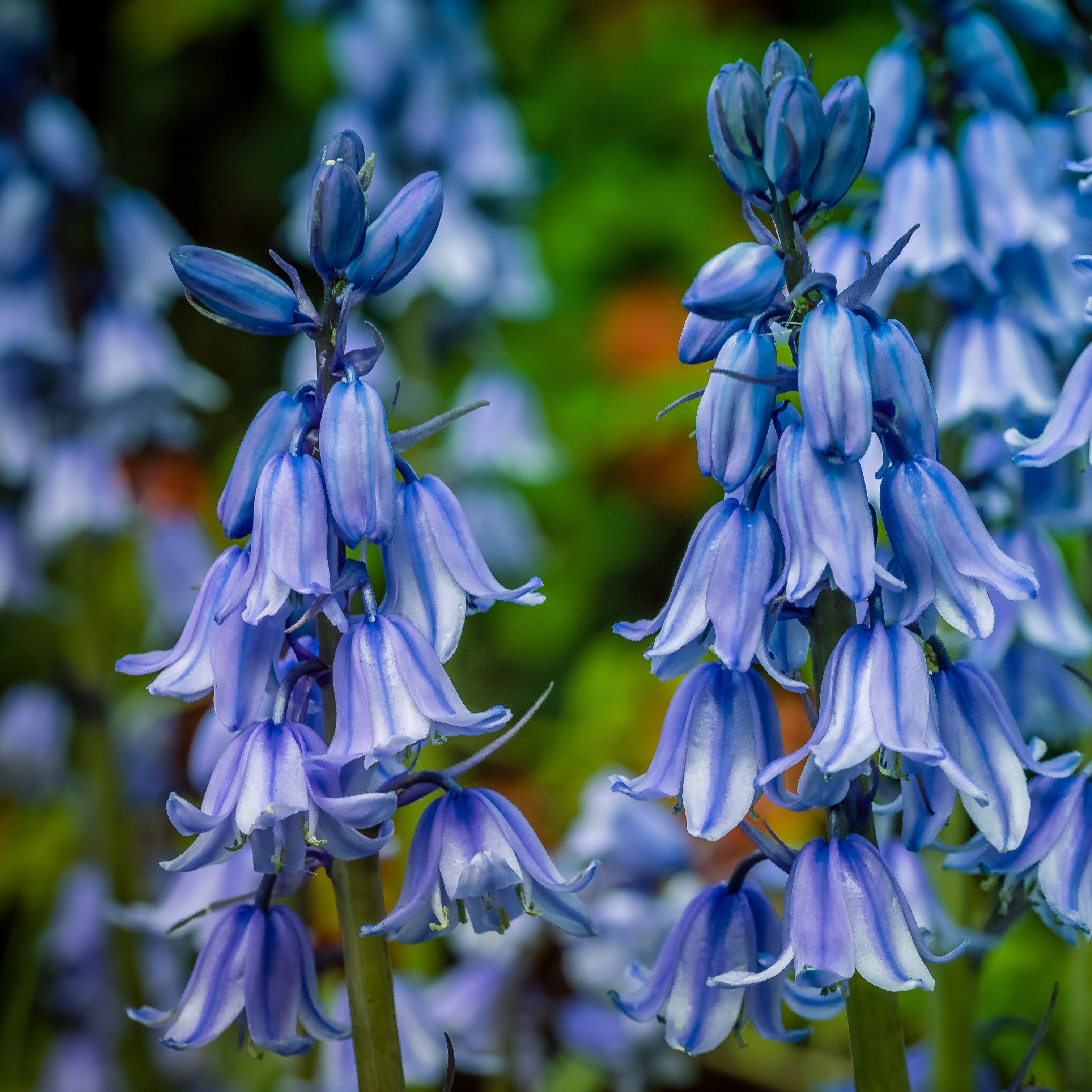 bluebell-blue-flowers