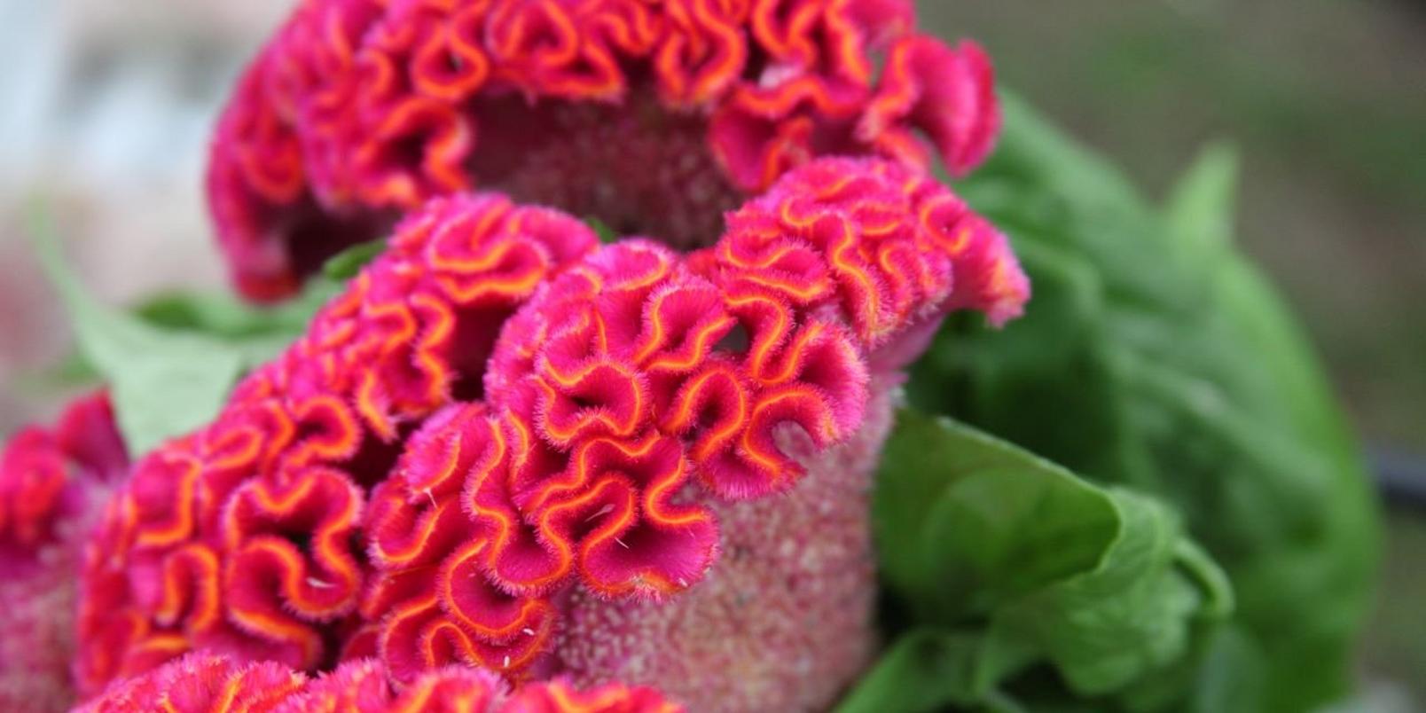 Celosia_1