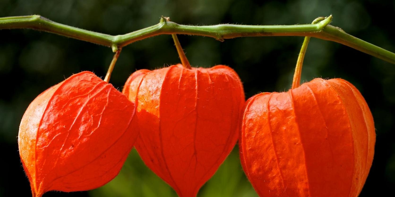 Chinese-lanterns-orange-flowers