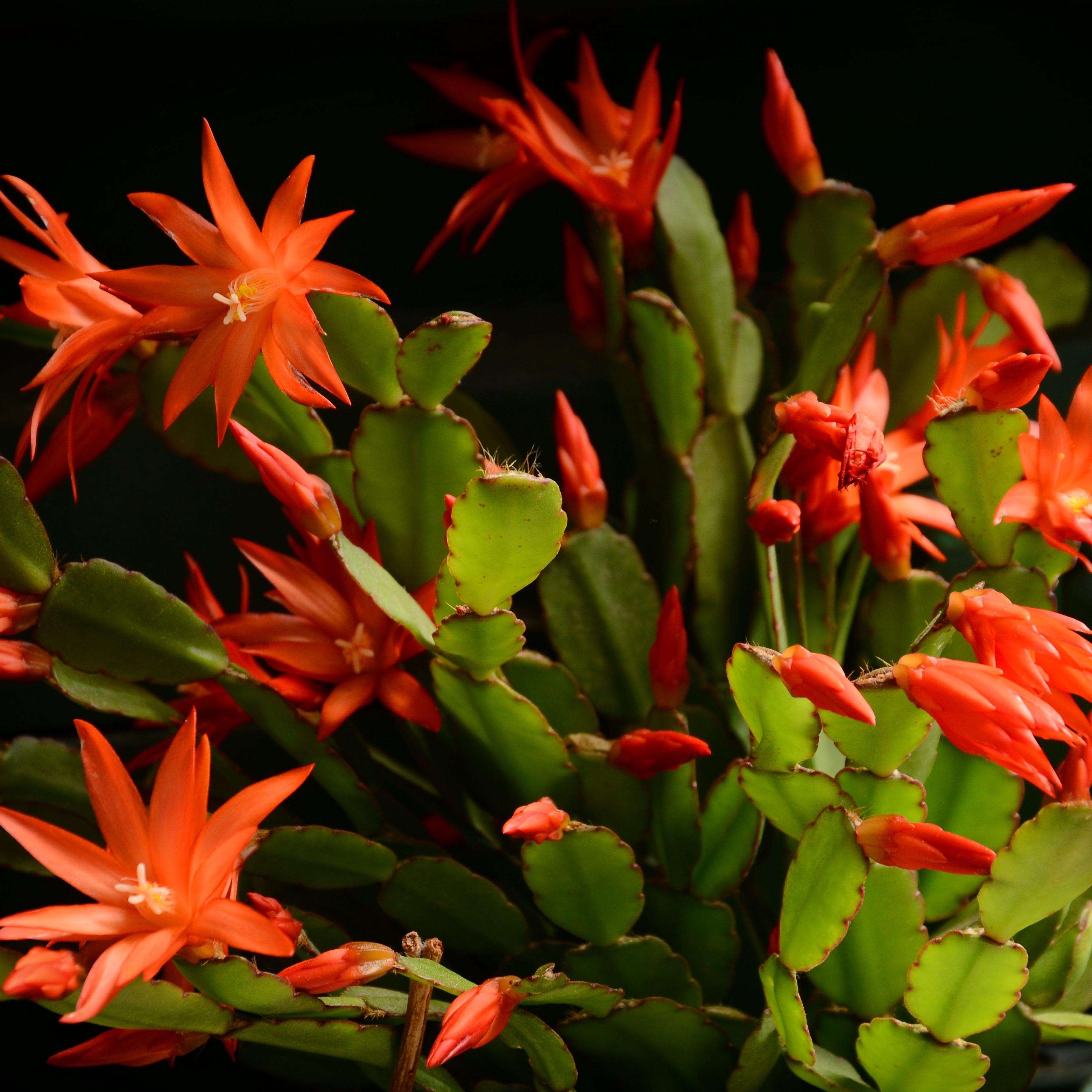 christmas-cactus-orange-plant