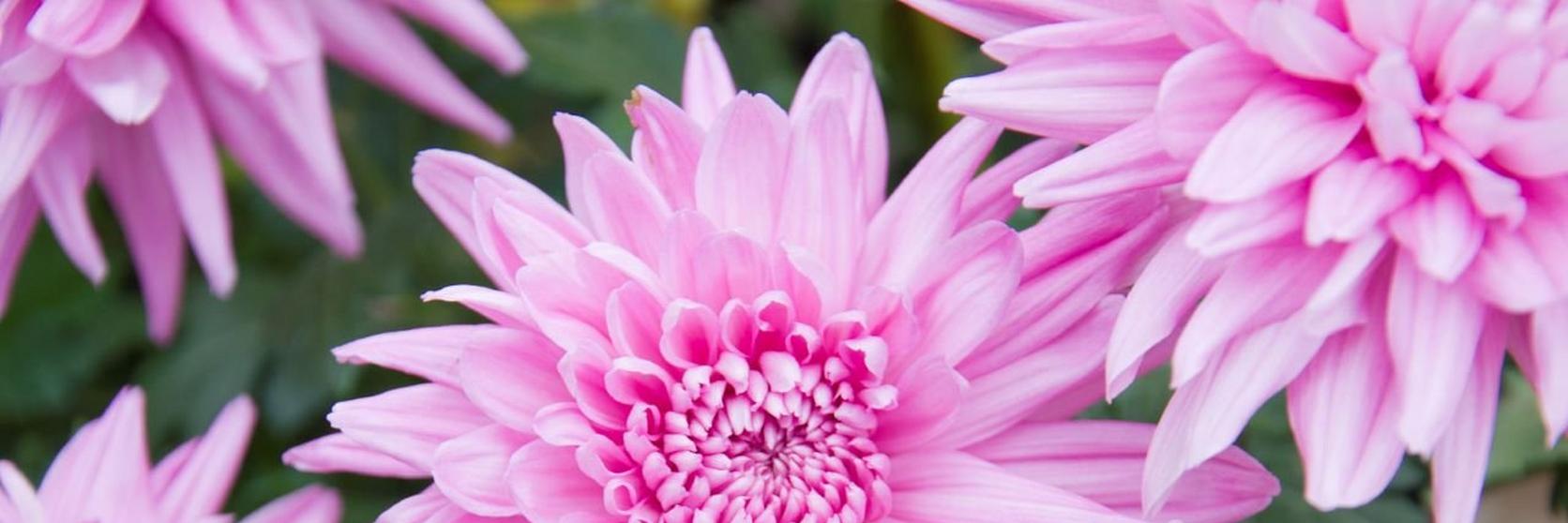 Chrysanthemum1