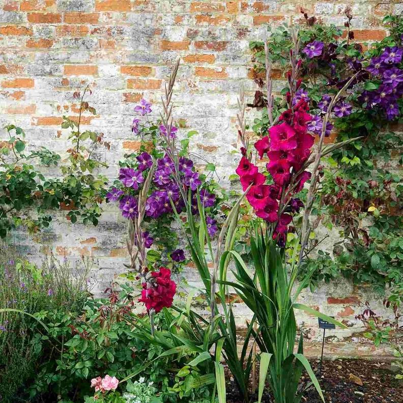 clematis-outdoor-wild (1)