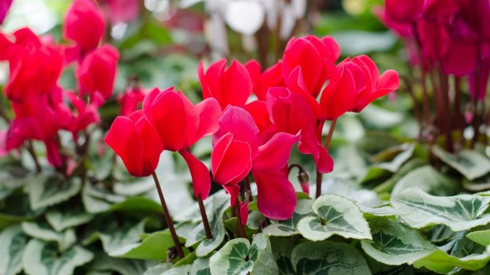 Cyclamen2
