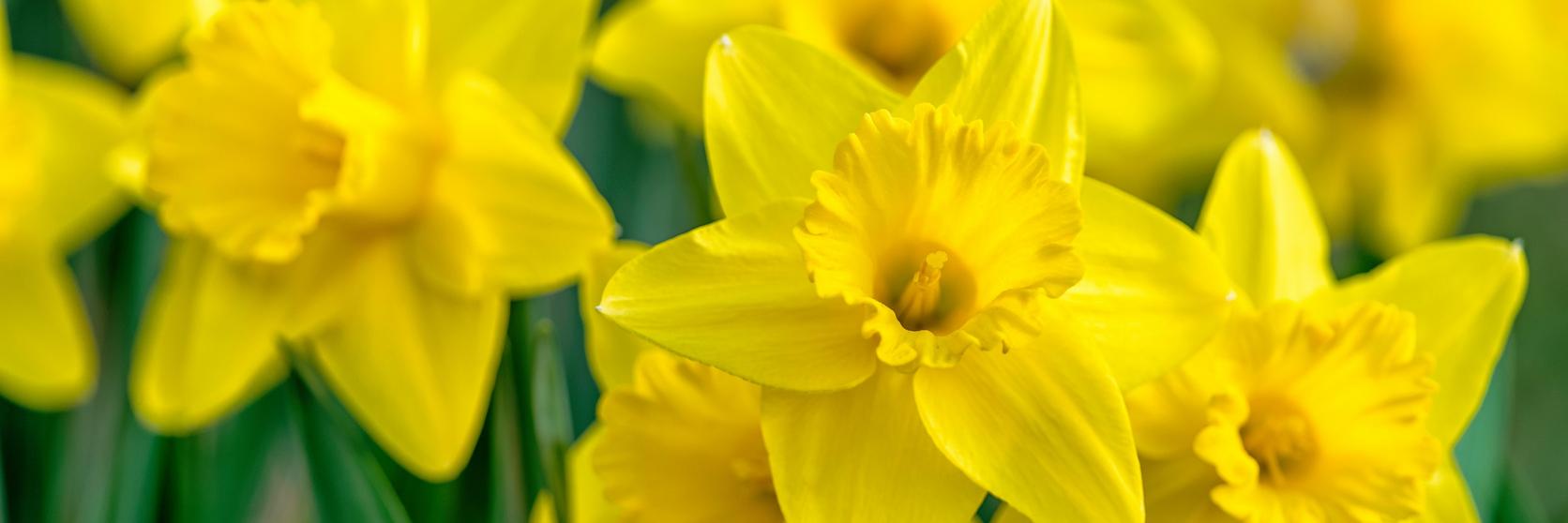 daffodil-narcissi-yellow-flower