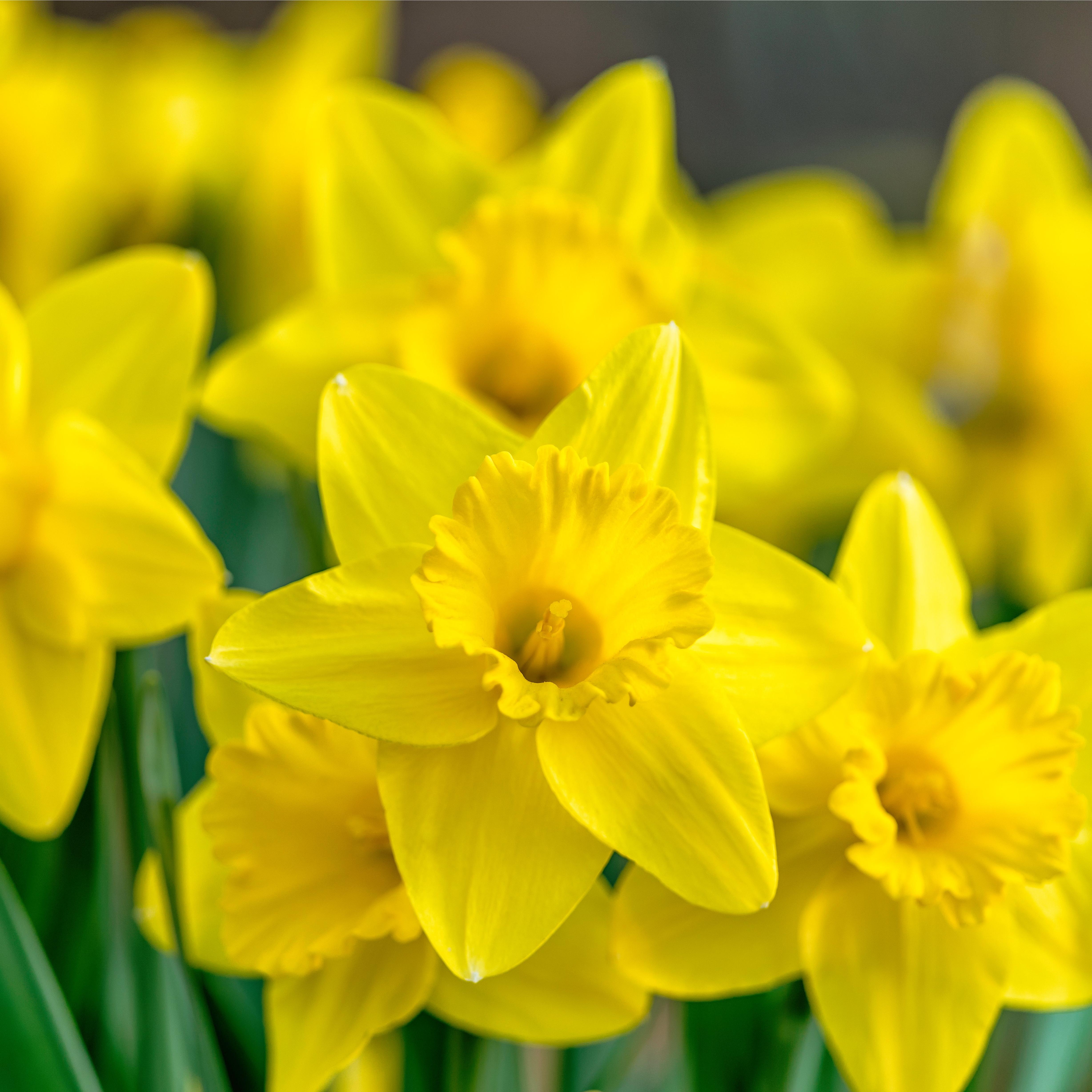 daffodil-narcissi-yellow-flower