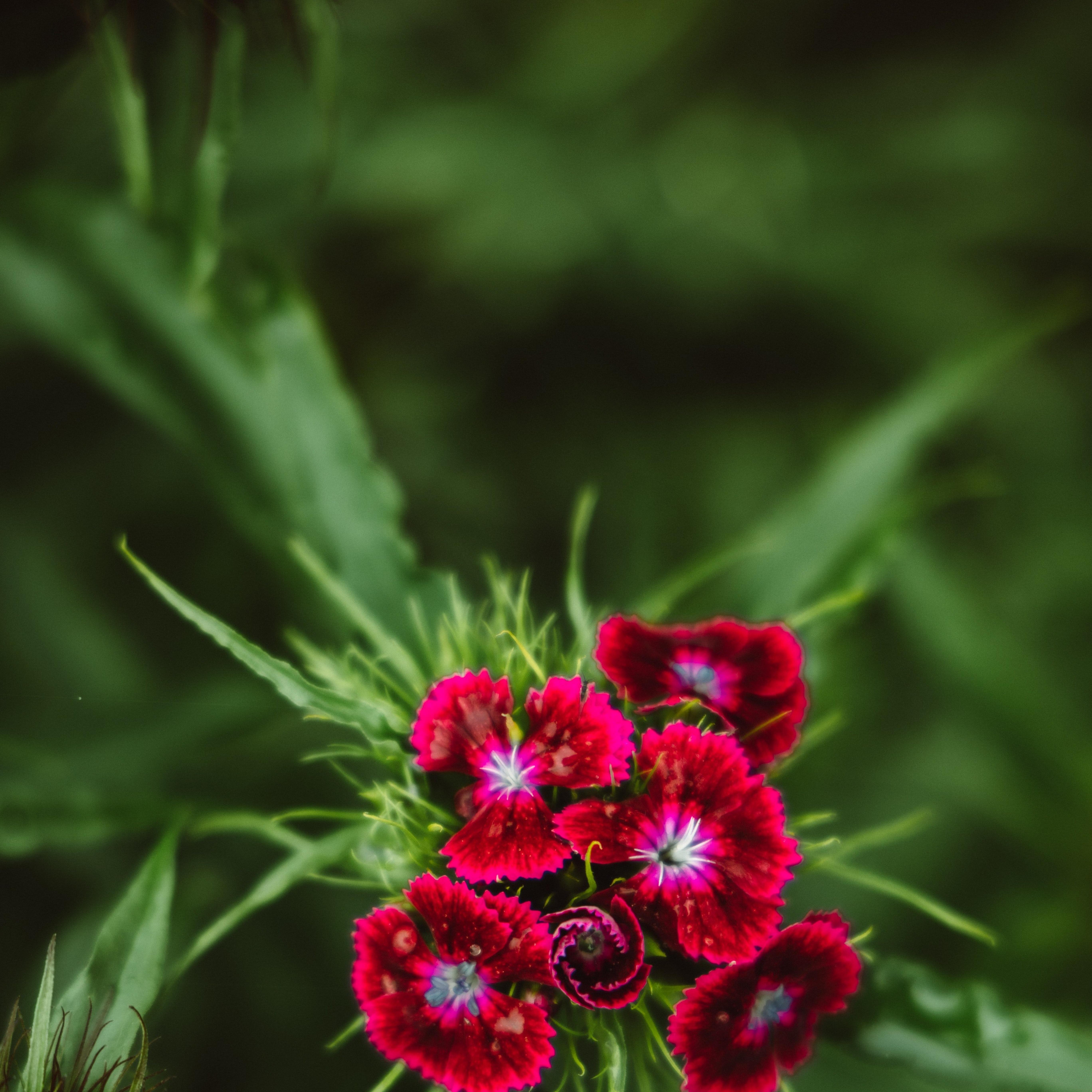 dark red sweet william
