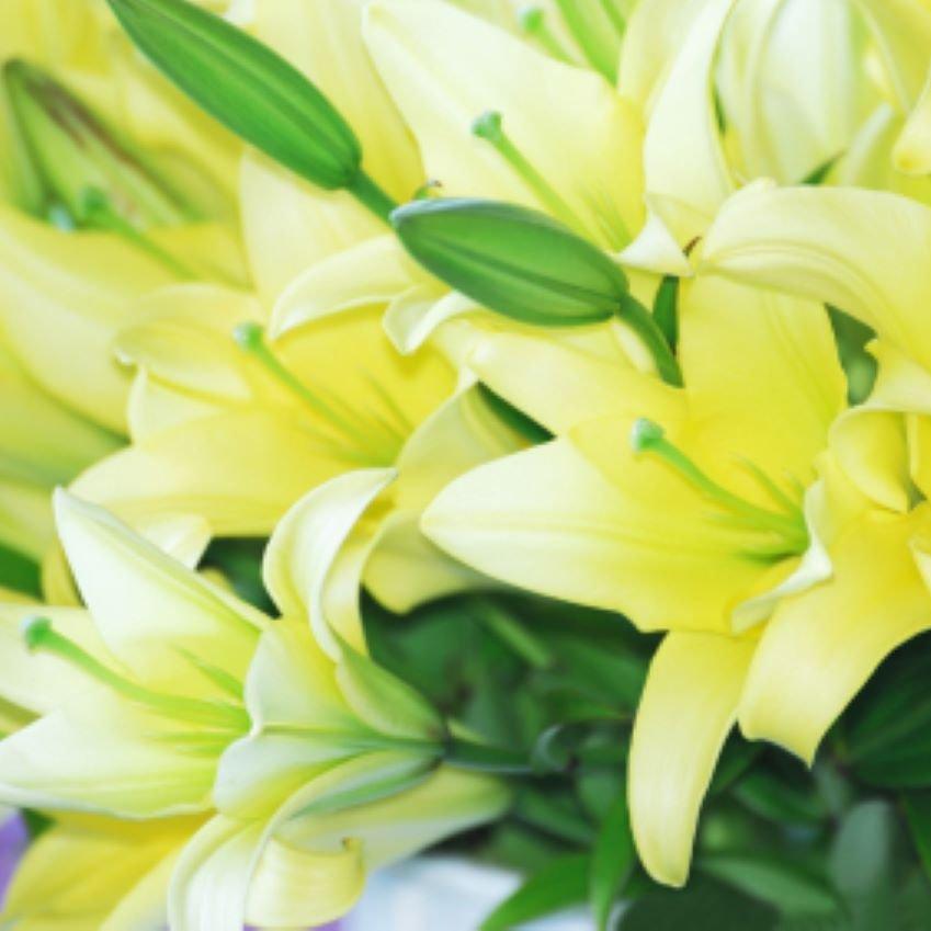 daylillies-green-flower