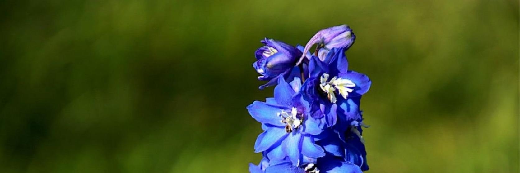 Delphiniums 2