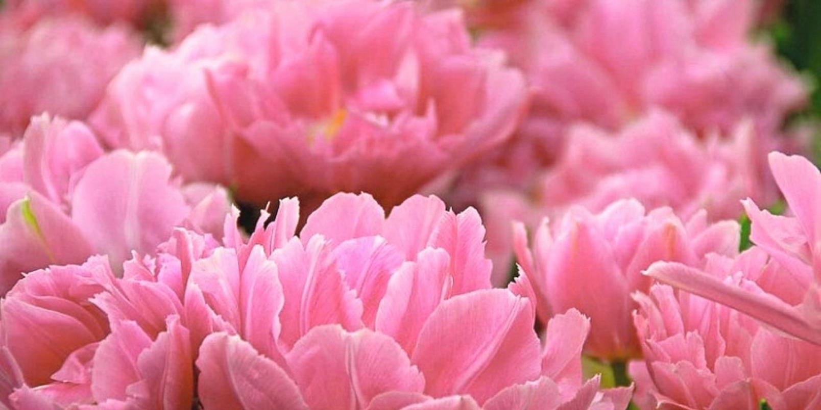 double-tulips-pink-flowers