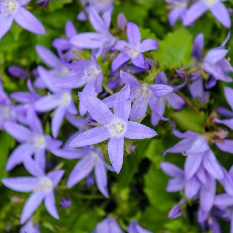 ff_campanula_poscharskyana