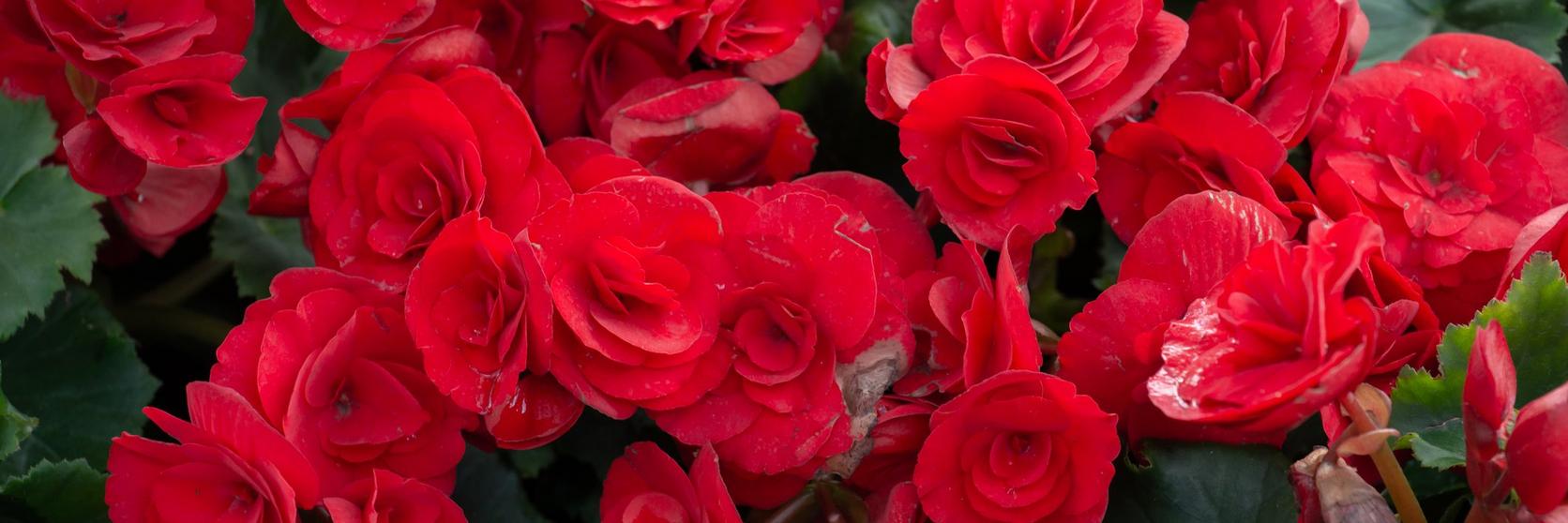 ff_red_begonia