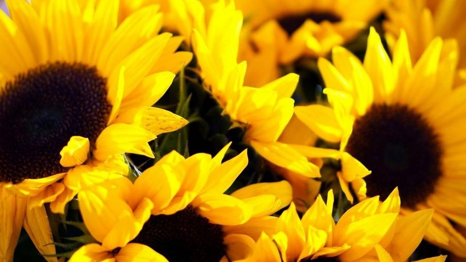 fresh-yellow-sunflowers-close-up