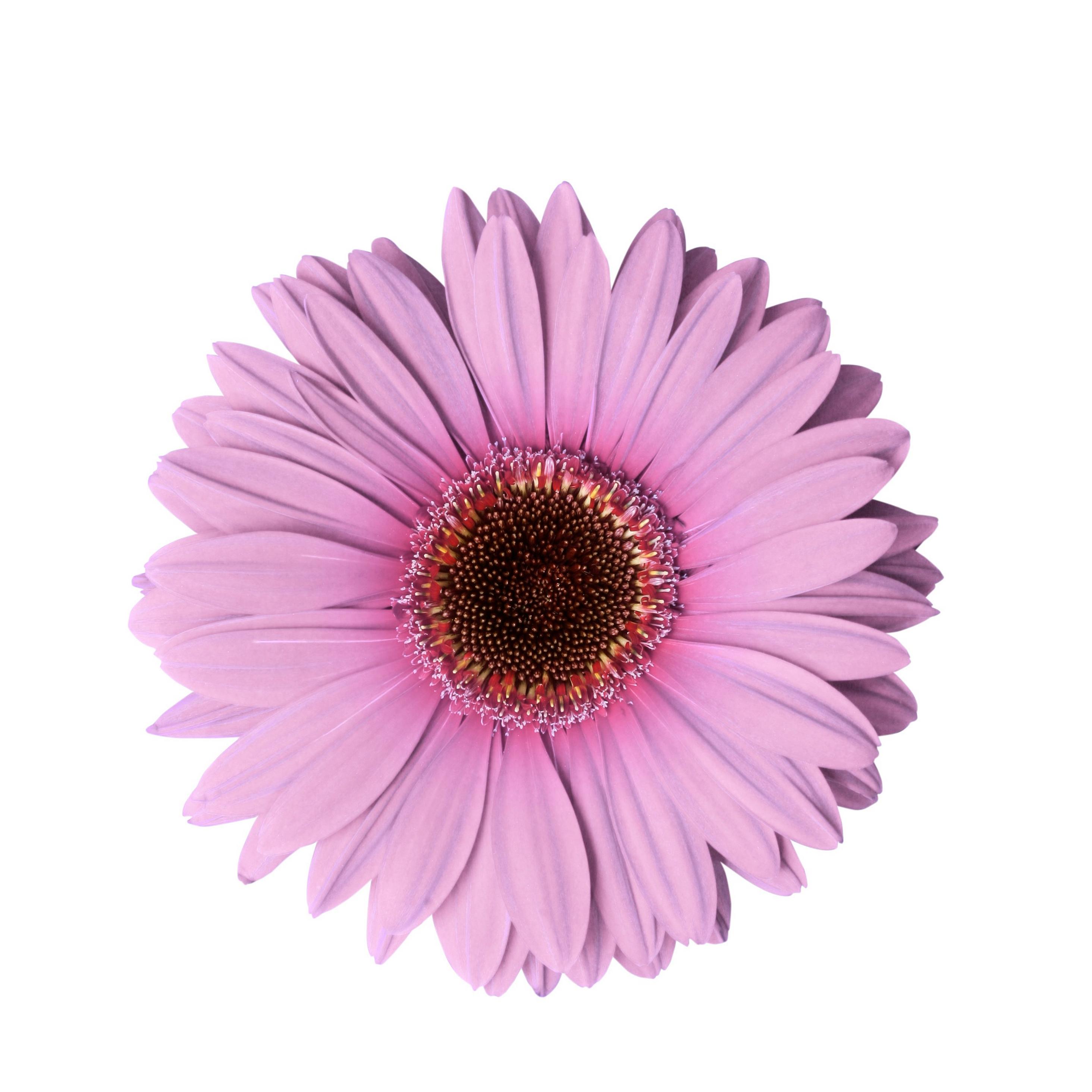 Gerbera-pink-flowers