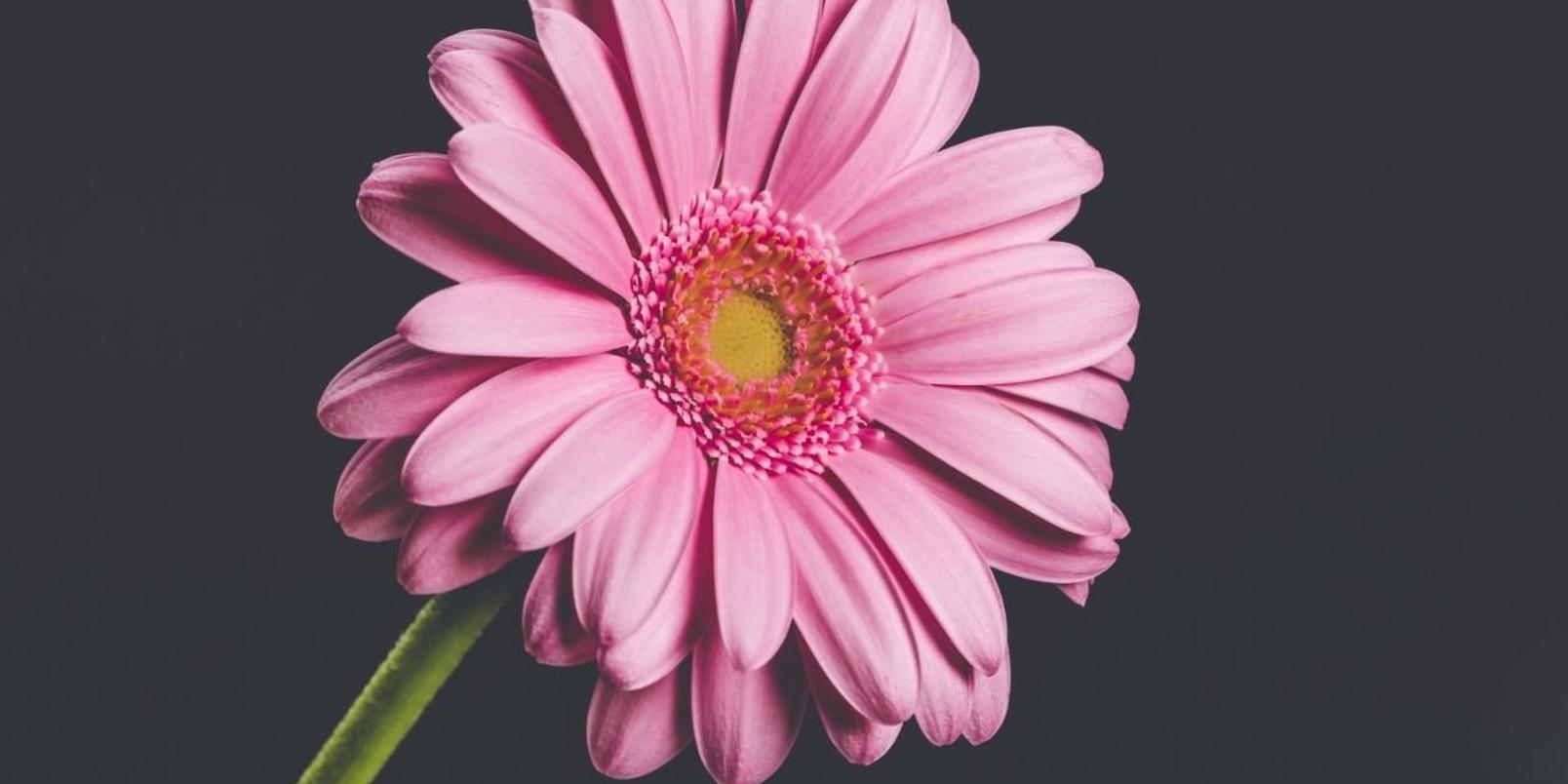 Gerbera