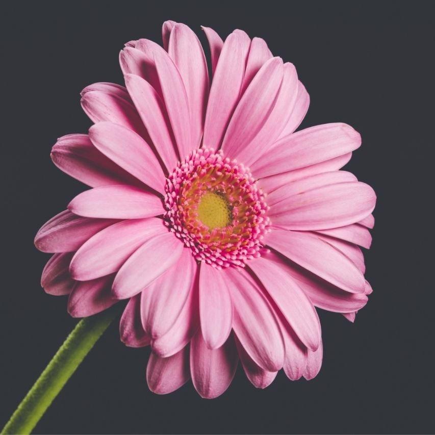 Gerbera