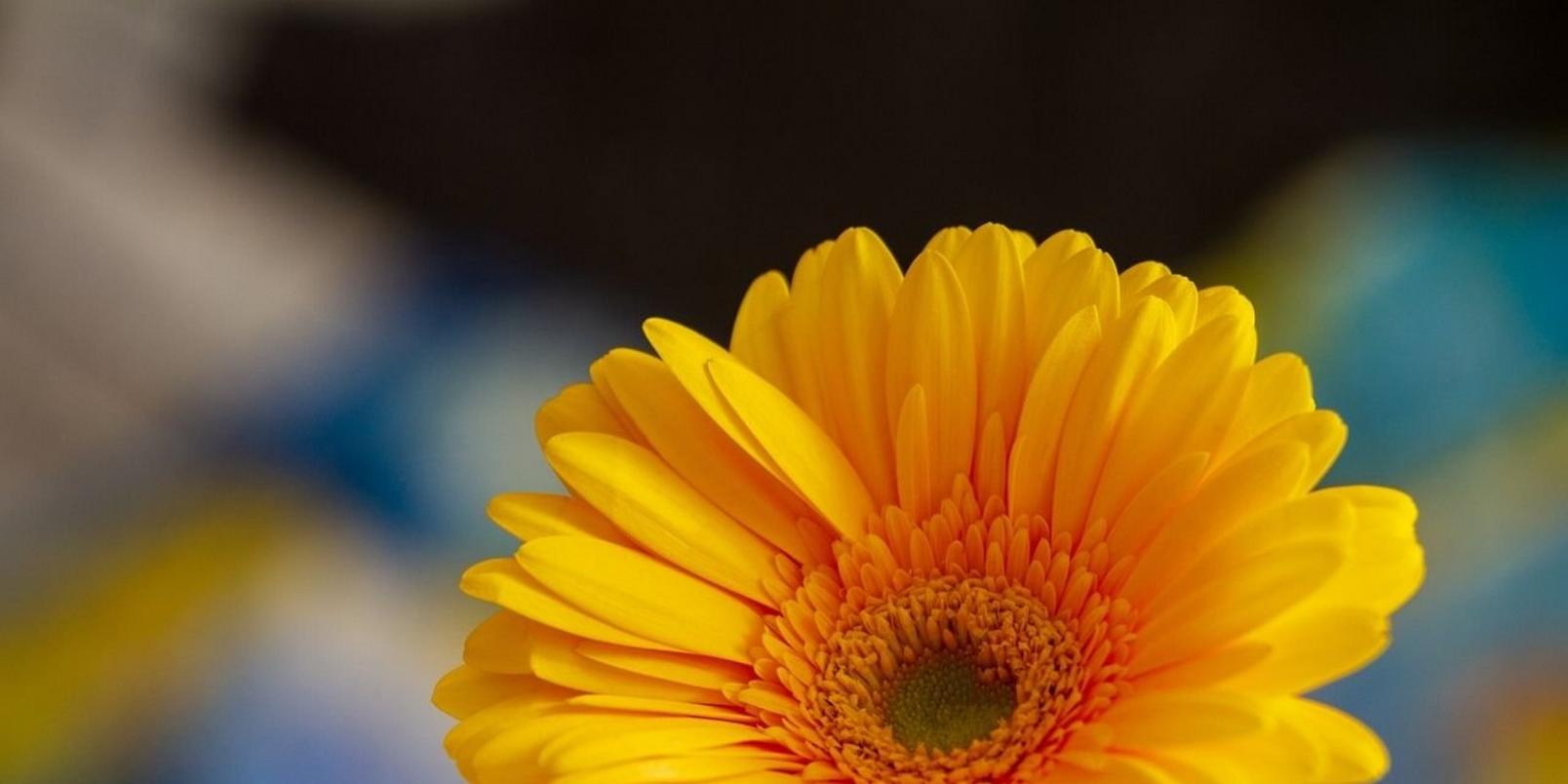 germini-yellow-flower