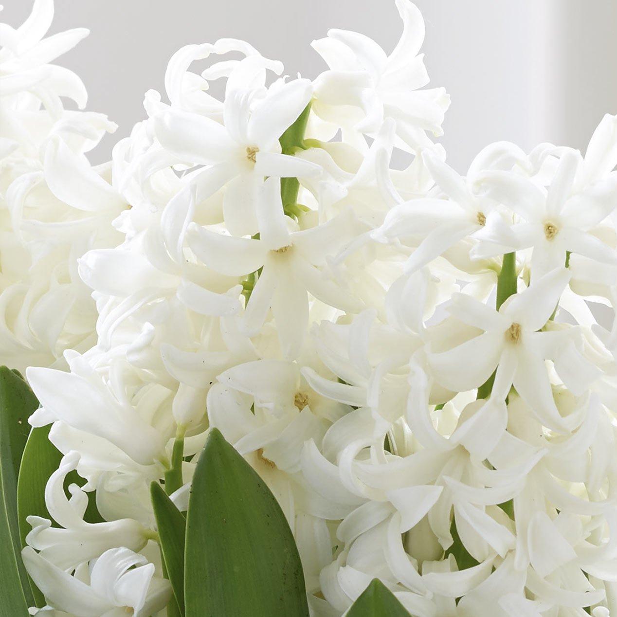 header-image-hyacinth-flower-guide