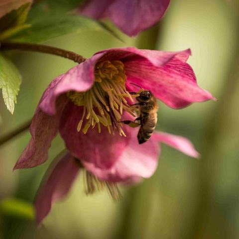 Hellebore_and_bee (1)