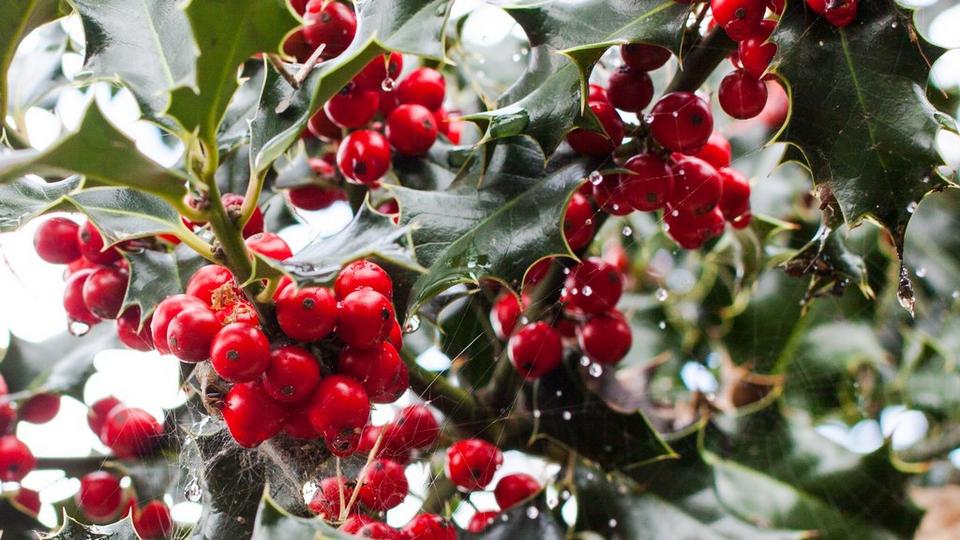 Holly_leaves_and_berries_in_the_rain
