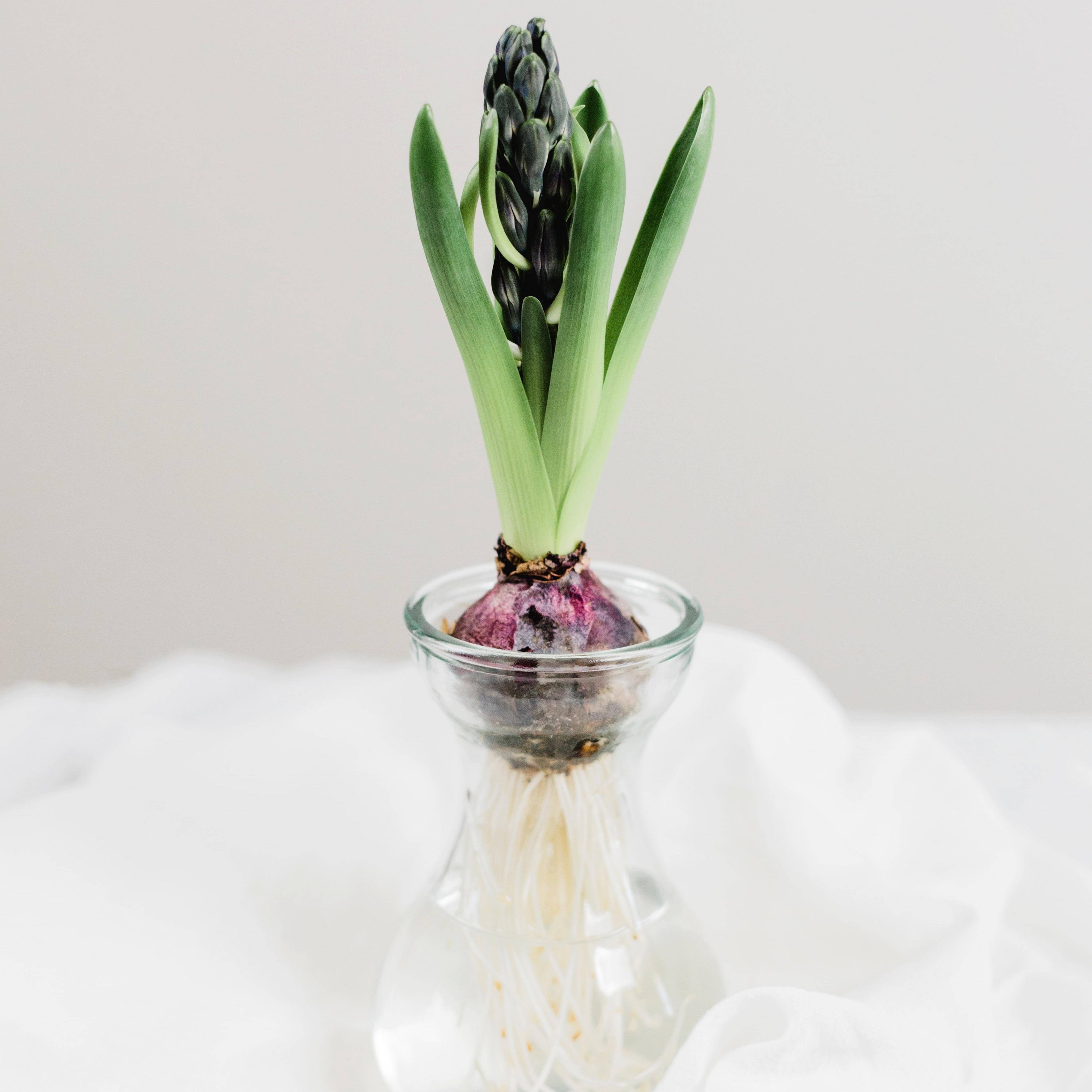 hyacinth-bulb