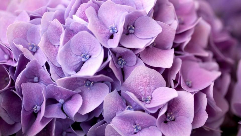 Hydrangea