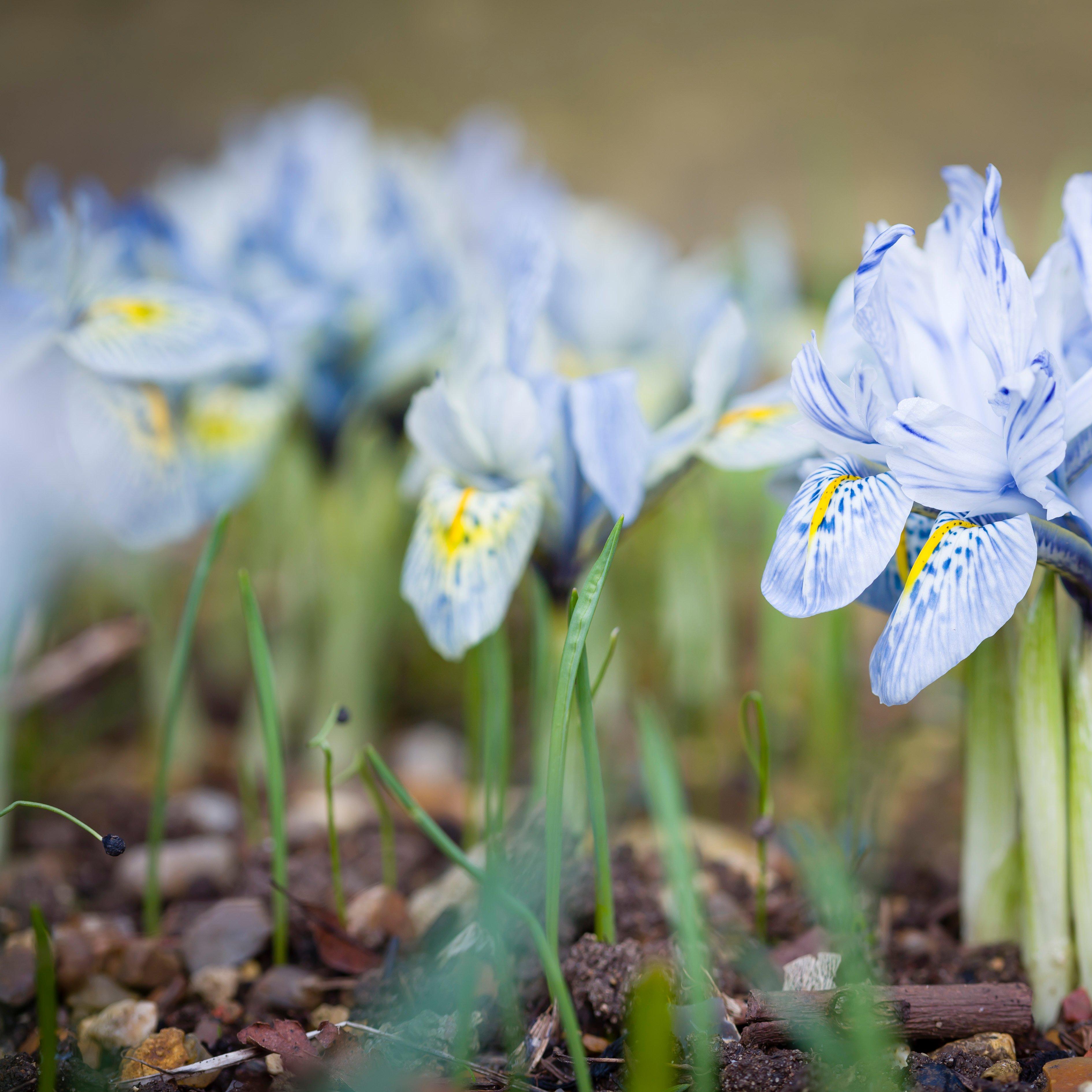 iris-blue-dwarf-flowers