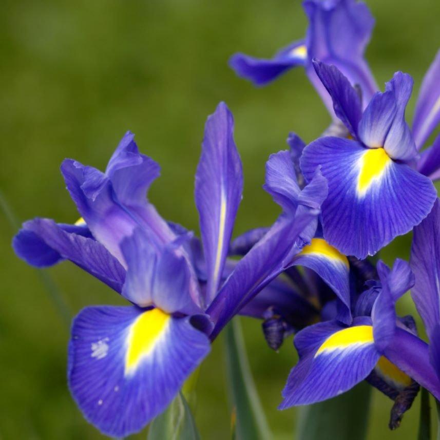 irises-purple-flowers