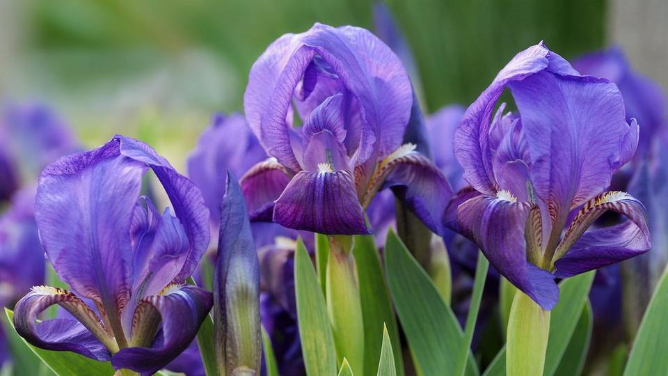 iStock-145995905 (1)