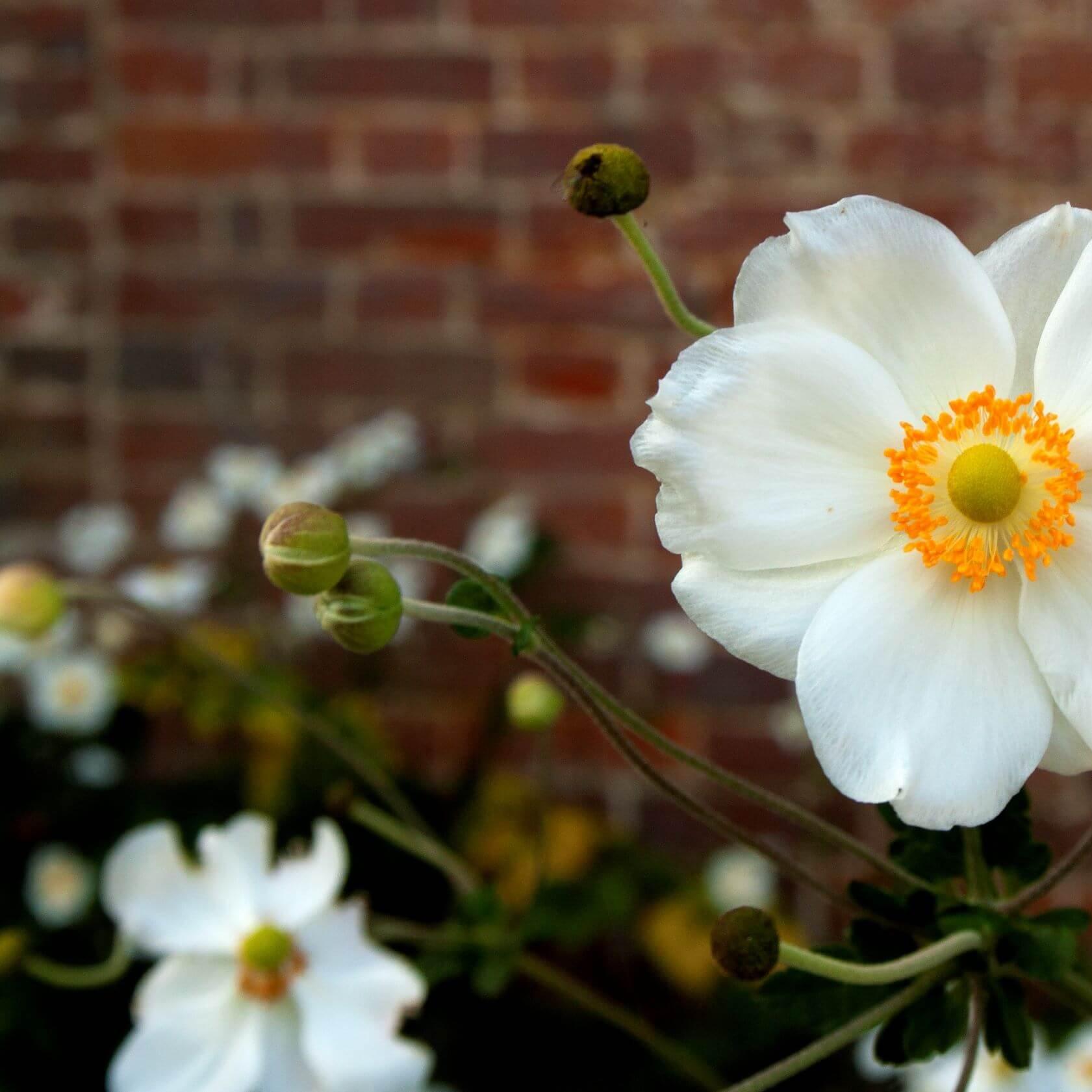 Japanese-anemone-flower