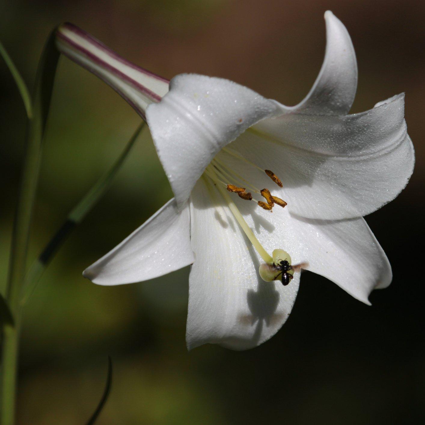 lily-white-single-flower