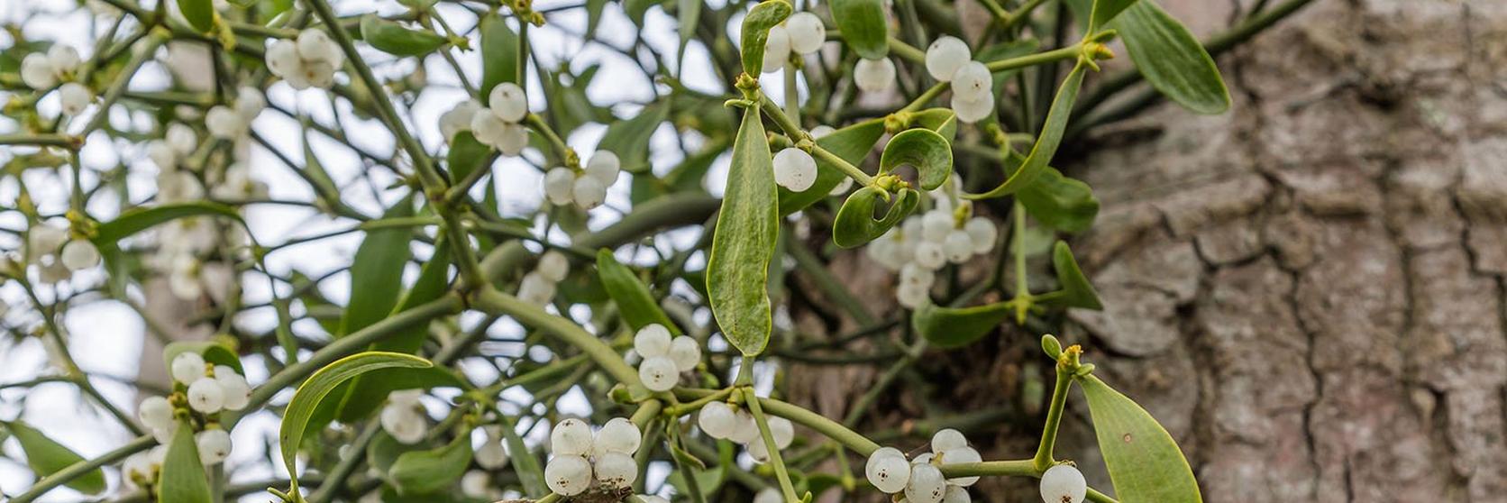 mistletoe-on-tree-fresh