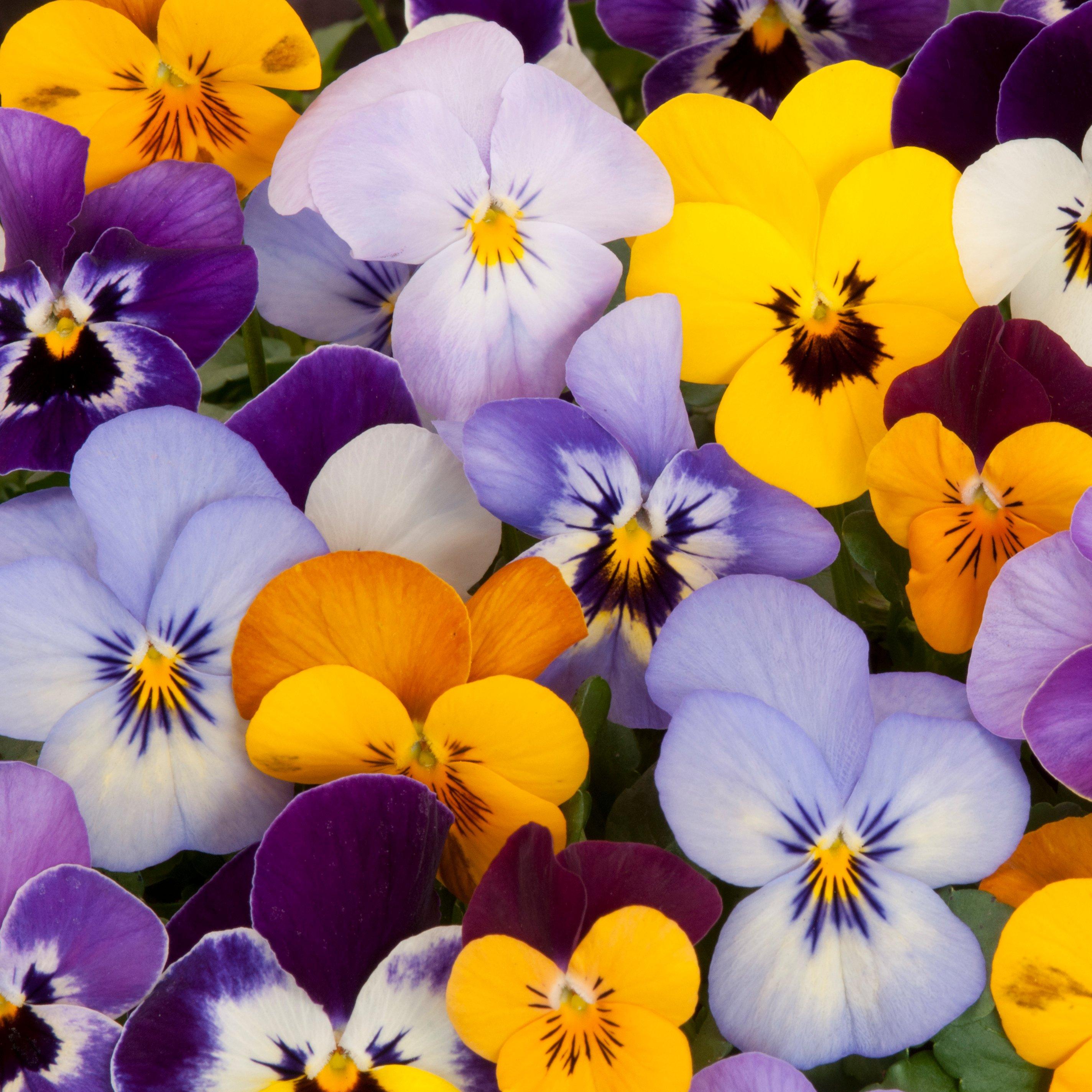 multicoloured-pansy-flowers