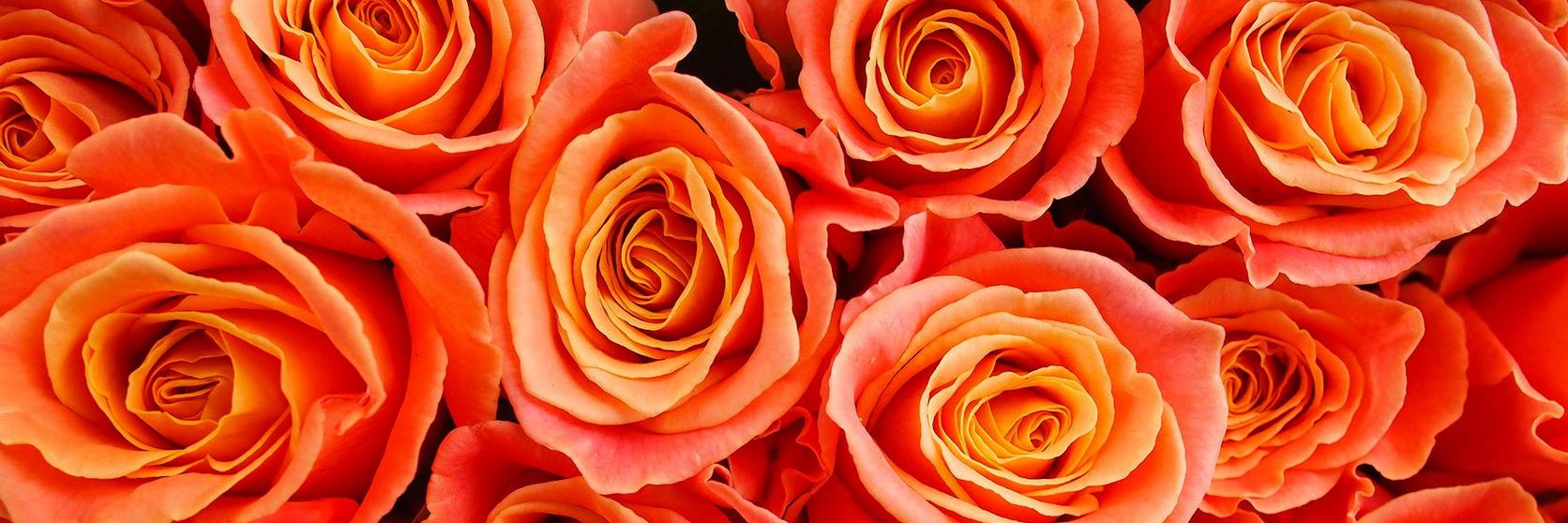orange-Roses