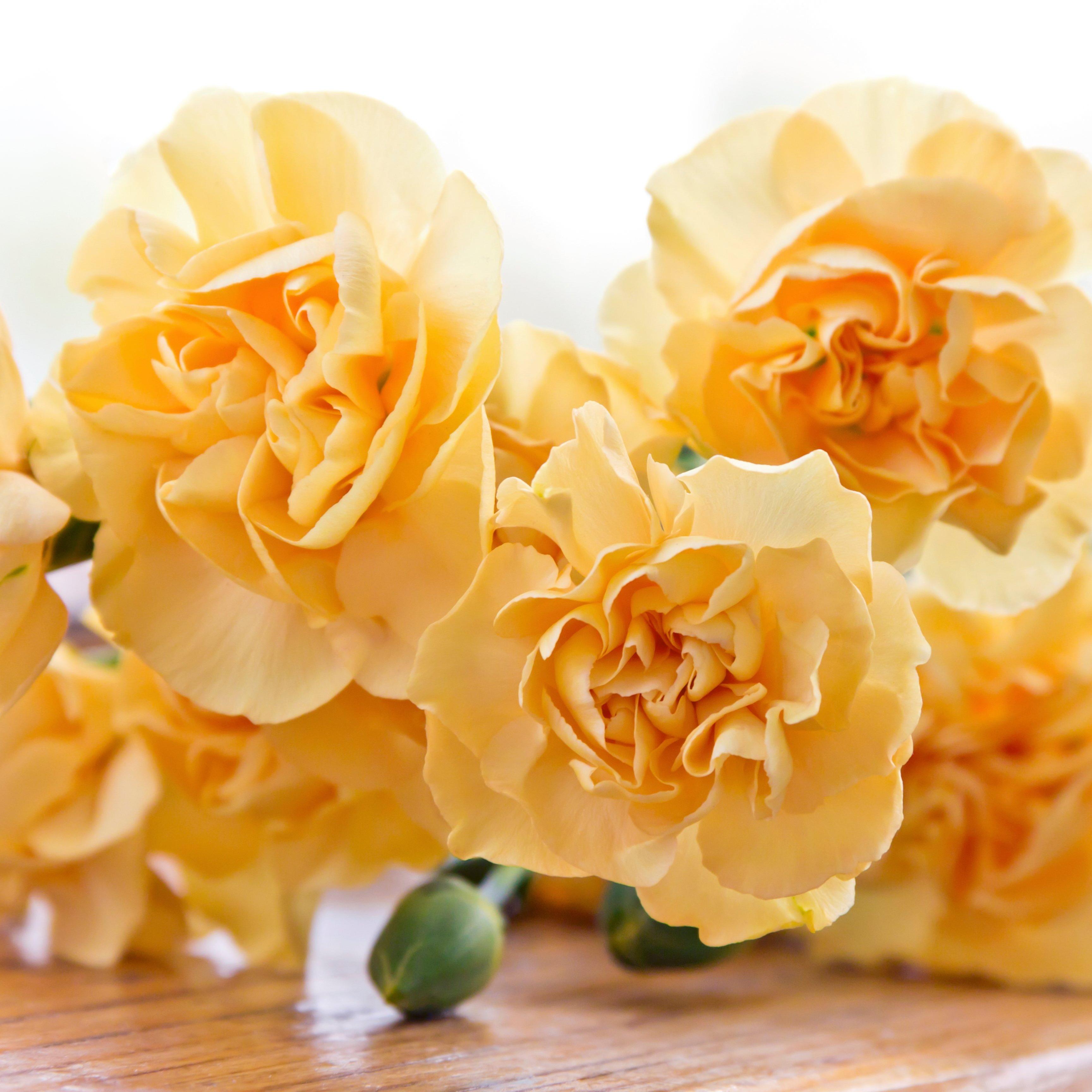 orange-yellow-pastel-carnations