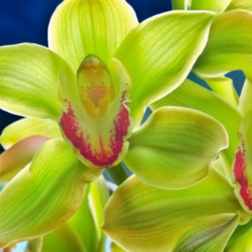 orchid-green-flowers