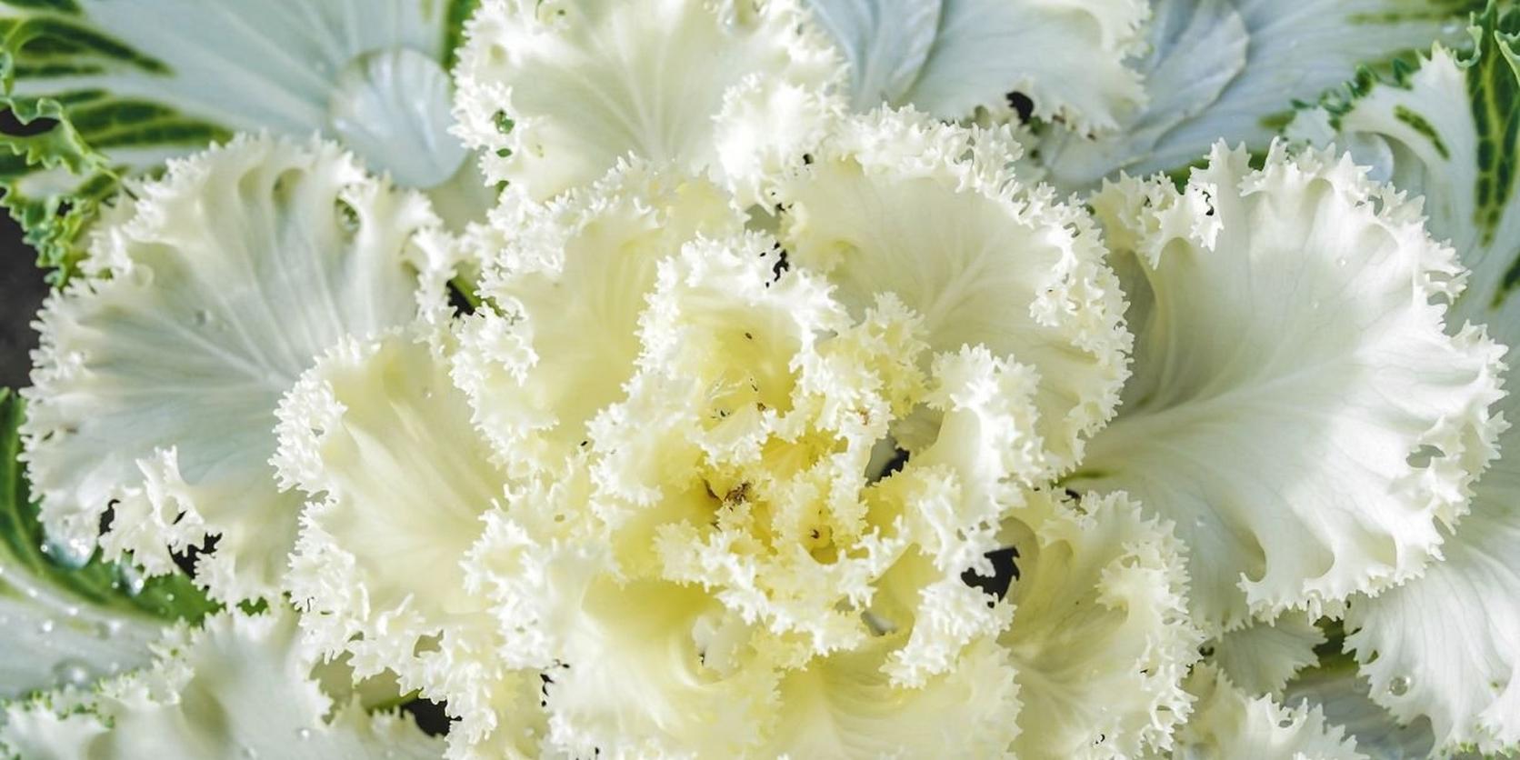 Ornamental Cabbage