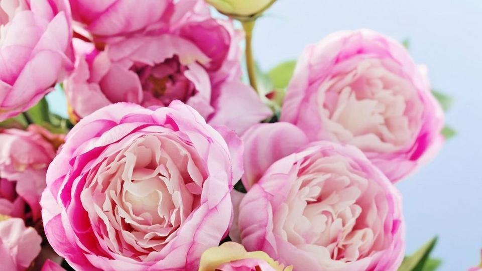 peonies-blooming-pink-flowers